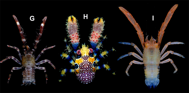 Left to right:  Galathea polydora (image: Museum National d'Histoire Naturelle/Zootaxa); Galathea polyphemus (University of Florida/Zootaxa), Galathea providentia (Museum National d'Histoire naturelle /Zootaxa). 