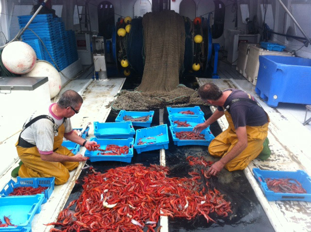 Captura de gamba vermella (Aristeus antennatus) d’une embarcació del port de Palamós. Foto: Giulia Gorelli.