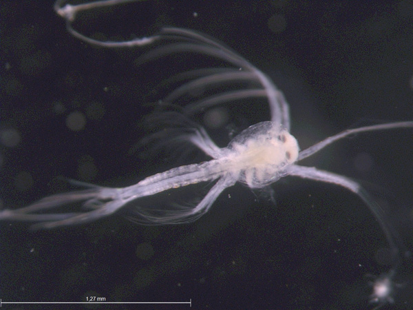 Imatge d'una larva de gamba vermella  (ICM-CSIC).