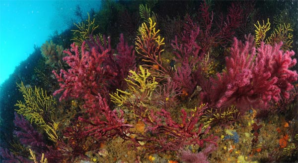 Colonies de gorgònia (Imatge: J.Garrabou/ICM-CSIC).