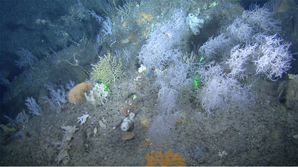 Comunitat de gorgònies i esponges marines al Canal de Menorca.