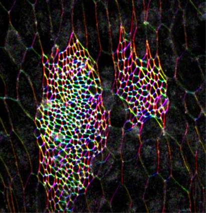 Nius dorsals de histoblasts de Drosophila a l'inici de la seva expansió La perifèria de cada cèl•lula es visualitza a la seva zona apical per l'expressió d'una proteïna fluorescent (GFP). Els marges cel·lulars estan marcats amb colors diferents segons la seva orientació. En aquesta etapa els histoblasts (cèl•lules petites agrupades en els nius anterior i posterior) encara no s'han alineat en relació als eixos de simetria de la pupa. Anterior és a l'esquerra i dorsal és amunt. Imatge: IBMB/CSIC