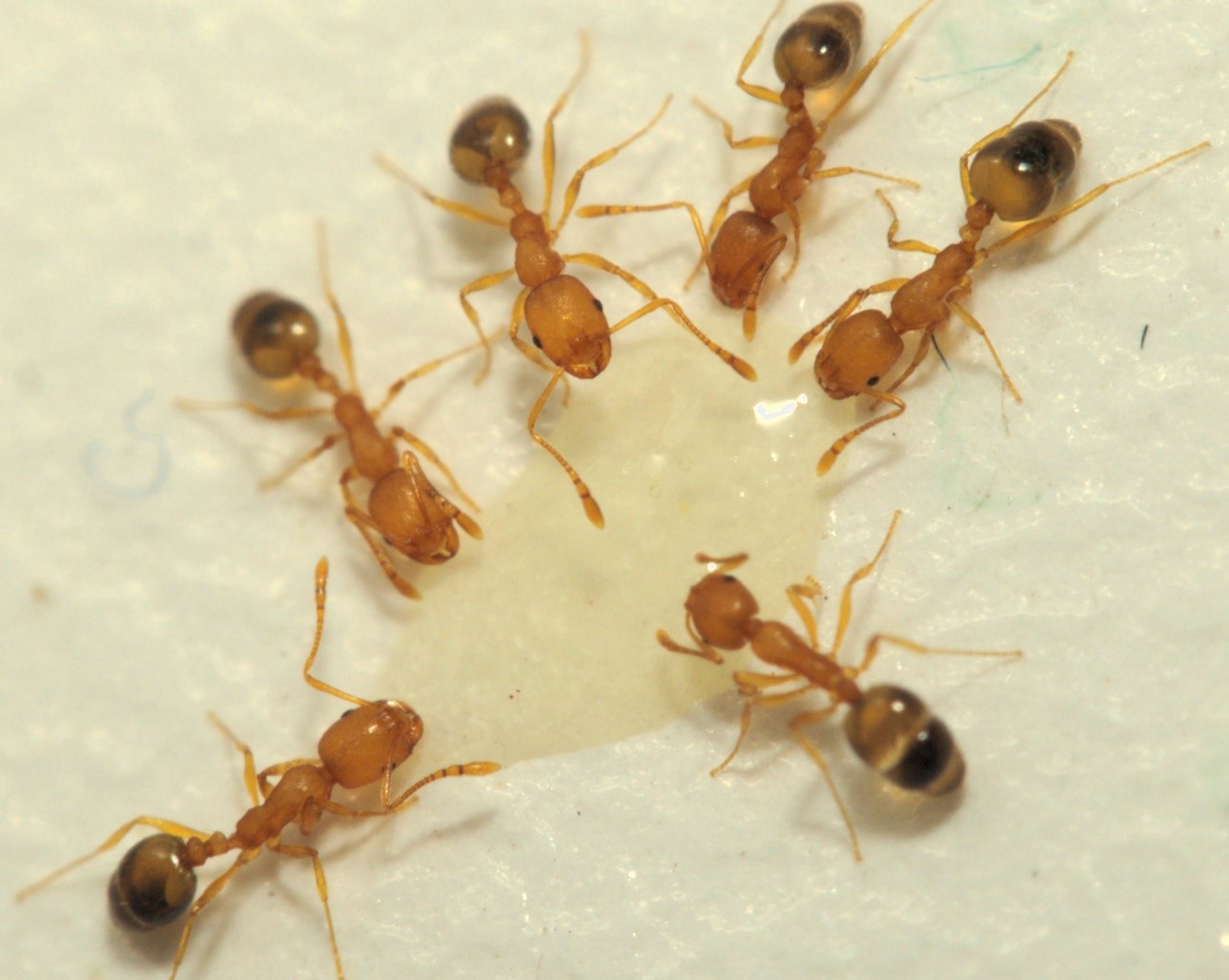Hormigas faraón. Wikimedia.