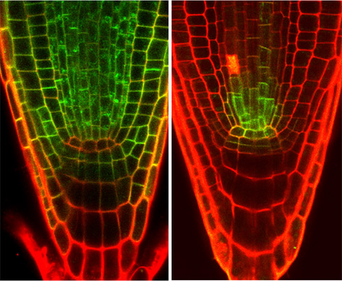 Els receptors d'hormones Brassinosteroides BRI1 i BRL3 es localitzen en tipus cel·lulars diferents a Arabidopsis. Aquesta imatge de microscòpia confocal mostra l'expressió de les proteïnes de la família BRI1 en arrels de plantes Arabidopsis. En vermell, s'observa la paret cel·lular i en verd l'expressió de les proteïnes receptores BRI1 (esquerra) i BRL3 (dreta). La proteïna BRI1 es localitza en la majoria dels tipus cel·lulars de la punta de l'arrel. Contràriament, BRL3 és específica de les cèl·lules mare de la punta de l'arrel.