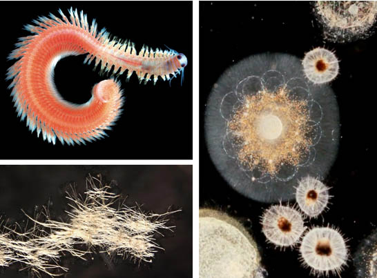 De izquierda a derecha en el sentido de las agujas del reloj: Zooplancton de las Islas Gambier, grupo de los Platynereis, especie indeterminada. © Eric Roettinger/Kahikai/Tara Oceans. Varios protistas, compuestos por una sola célula semejante a las nuestras. © C.Sardet/CNRS/Tara Oceans. Cianobacterias filamentosas. © C.Sardet/CNRS/Tara Oceans.   