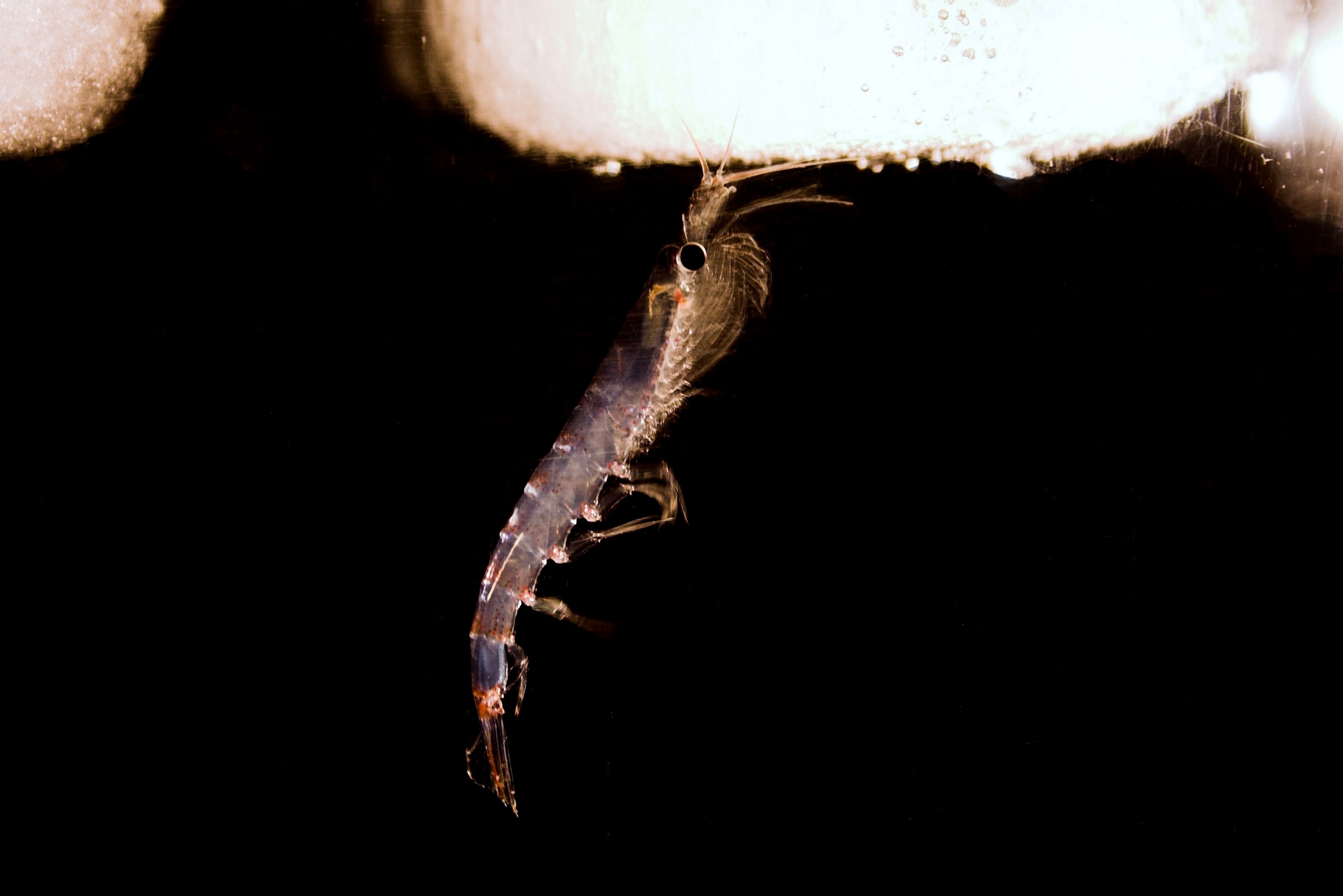 Uno de los pequeños crustáceos que forman el krill, comiendo algas atrapadas en el hielo de la Antártida. Imagen: Hauke Flores