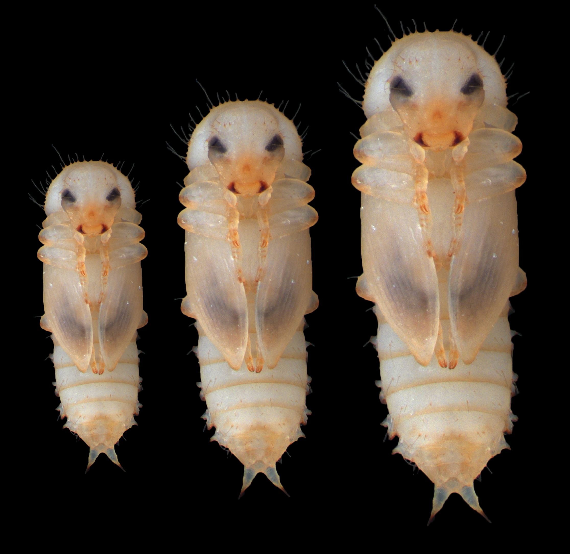 Pupas del escarabajo de la harina Tribolium castaneum iniciando la metamorfosis después de activar el gen E93, partiendo de diferentes medidas iniciales.