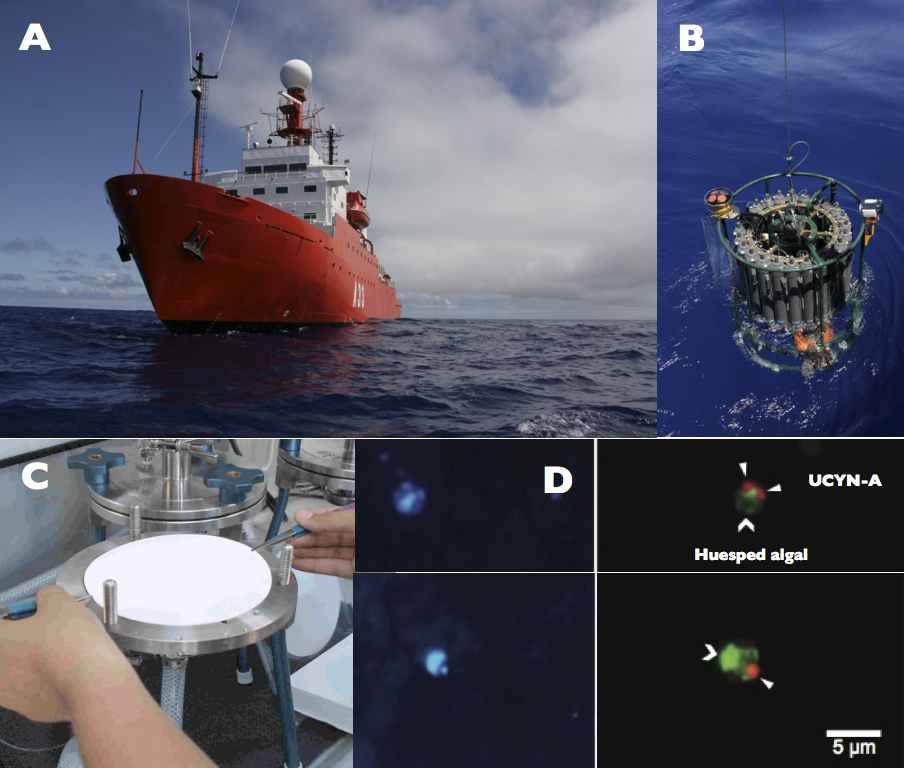 A.- Imagen del buque Hespérides en el Atlántico Sur. B.- Sistema de recolección de muestras profundas. C.- Filtración de las muestras para la extracción y análisis del ADN de los microorganismos marinos. D.- Imágenes al microscopio de varias algas unicelulares con sus simbiontes bacterianos (UCYN-A). Imágenes: A-C, Josep M Gasol; D, Ana M. Cabello.