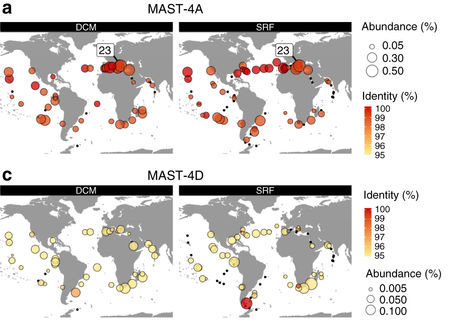 Mapes del treball, que mostren la distribució de dues de les vuit espècies de bacterívors.  