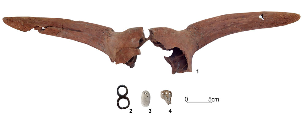 Materiales hallados en la Draga en la campaña de este año. Cornamenta de toro; anillo doble; colgante sobre Spondilus (valva fósil); Colgante con triple perforación sobre placa ósea.