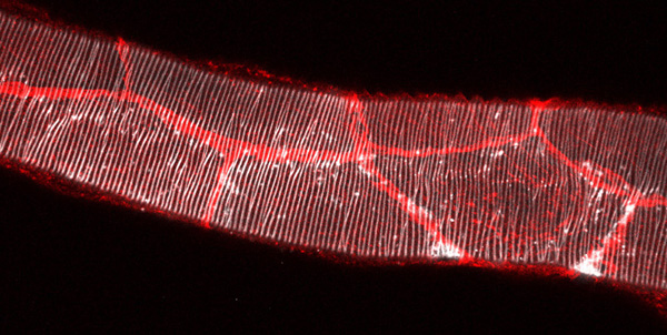 Principal tub de la tràquea de la larva de Drosophila, en la qual es marca la aECM de quitina (en blanc) i les unions cèl·lula-cèl·lula (en vermell). Autor imatge: Arzu Öztürk-Çolak