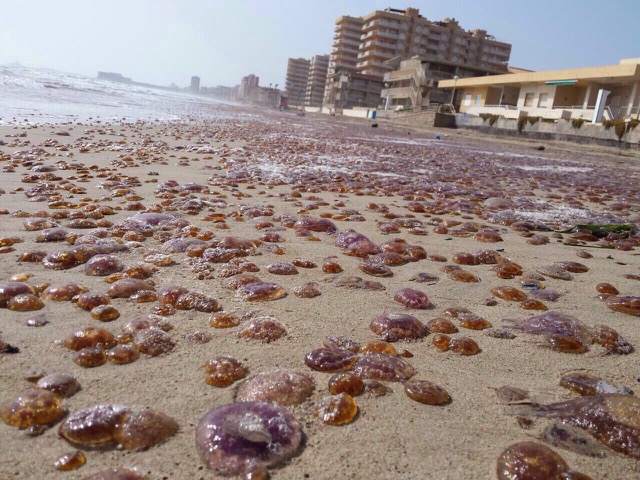 Platja coberta de meduses. 