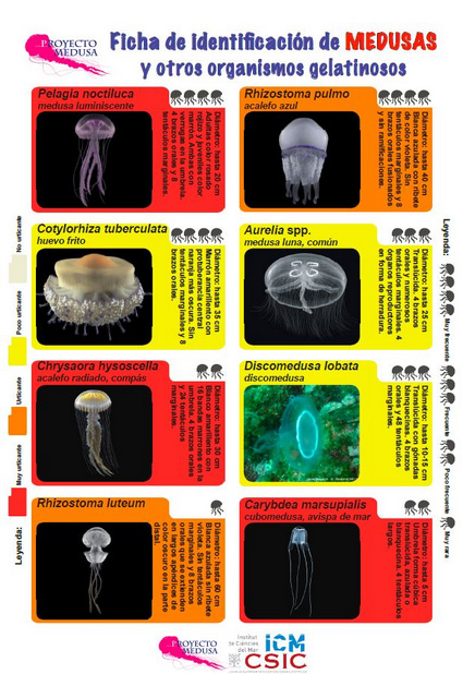 Fitxa d'identificació de meduses, del Projecte Medusa, a la pàgina del ICM-CSIC;