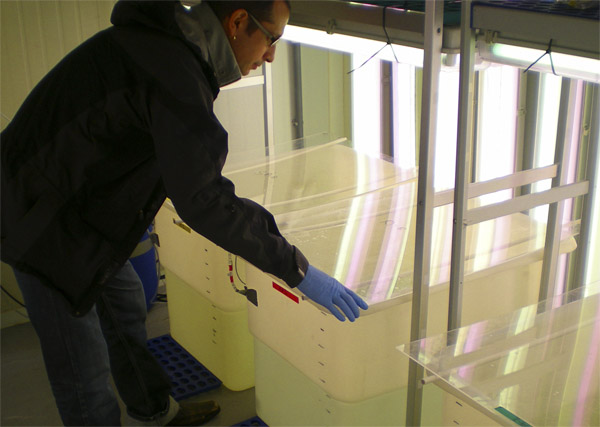 Investigador examinant els tancs en cambres de condicions controlades, on es va realizar l’experiment. 