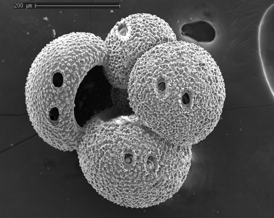 Imagen de microscopio electrónico de uno de los microfósiles planctónicos analizados (foto de Carles Pelejero)