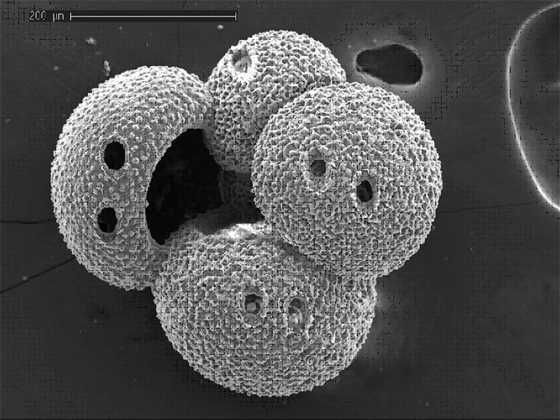 Imatge de microscopi electrònic d’un dels microfòssils de foraminífers planctònics analitzats. Foto de Carles Pelejero.