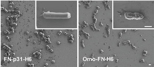 Las dos proteínas estudiadas, FN‐p31‐H6 and Omo‐FN‐H6, en una imagen del trabajo. 