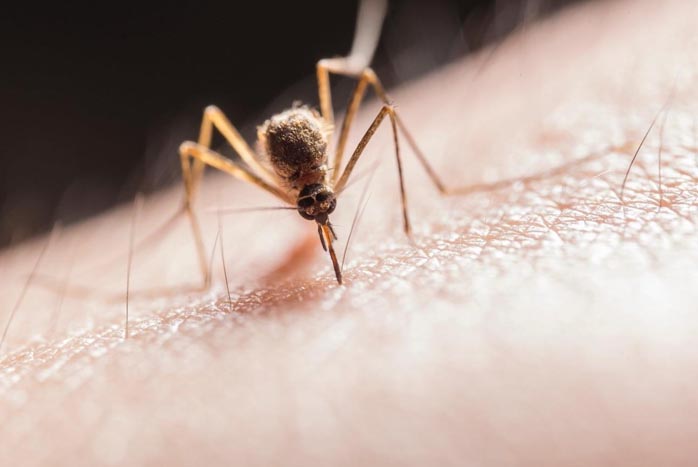 Los mosquitos transmiten el parásito Plasmodium, que causa la malaria. / Foto: Pexels 