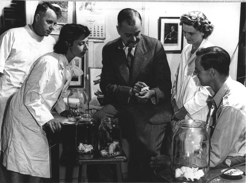 Una de les imatges que es podran veure a l'exposició. (Jackson Laboratory).