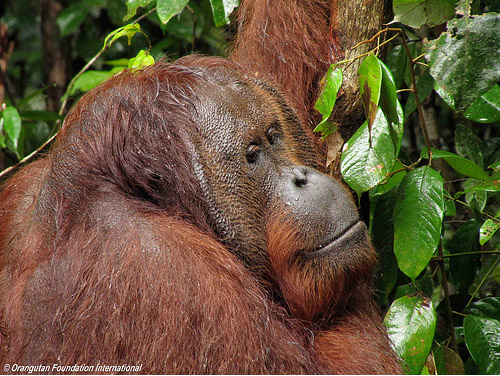 Orangutan. 