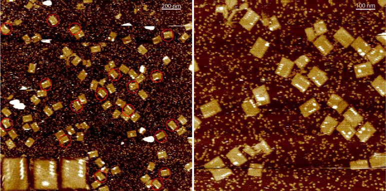 Imatge per microscopia de força atòmica dels nanosensors.