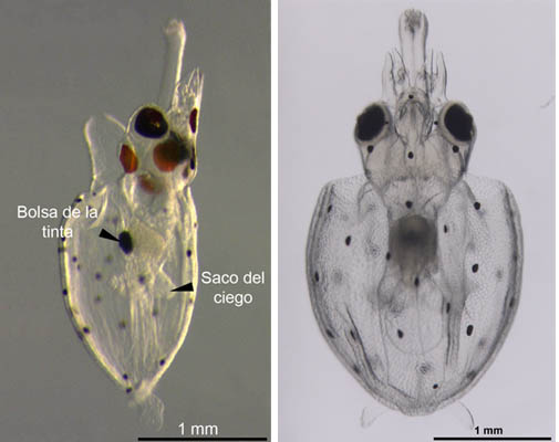 Fotografies de paralarves de canana (Illex coindetii, esquerra, i Todaropsis eblanae, dreta), en les quals s'observa la bossa de la tinta i el sac del cec; d'aquesta darrera estructura es d’on s'han obtingut els continguts estomacals mitjançant microdisecció làser. Autor: CALOCEAN/ICM-CSIC
