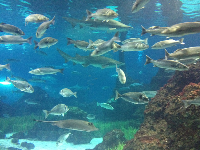 Peces del Mediterráneo en un acuario. Imagen: CSIC/Mercè F.Via