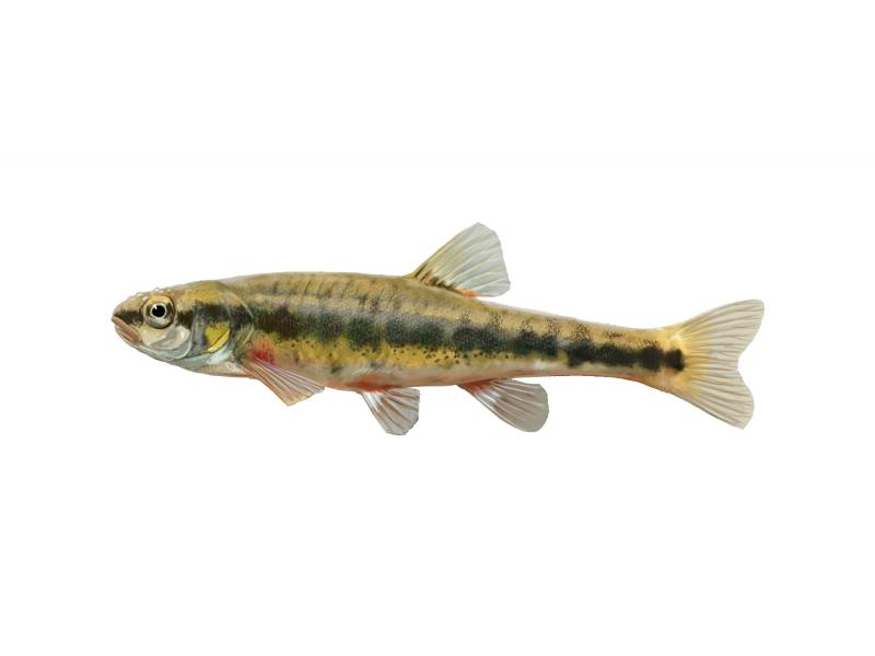 Un exemplar de barb roig (LimnoPirineus).