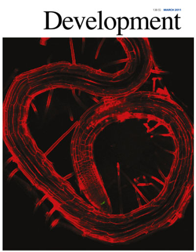 Imagen del trabajo en la portada de la revista obtenida por microscopia confocal. Muestra cómo la reserva de células madre (puntos verde) en la raiz primaria de la planta está prácticamente agotada y que las raíces laterales secundarias no han crecido apenas.