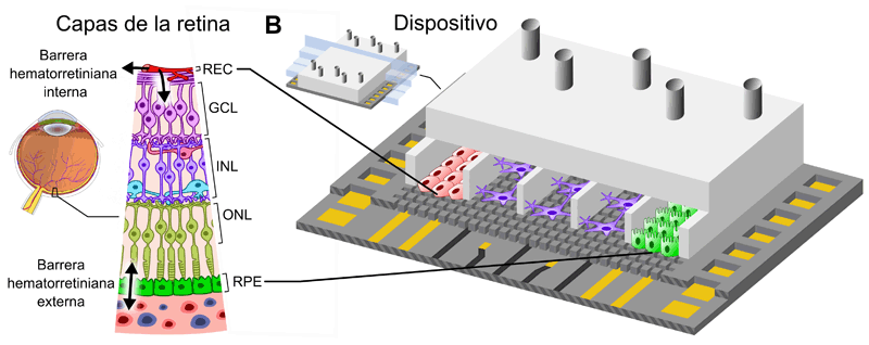 Esquema de capes de la barrera de la retina i gràfic del microdispositiu. 