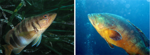 A la izquierda, una cabrilla o S.cabrilla (foto: IMEDEA). Derecha, un mero o Epinephelus marginatus (Andurinha, Flickr).