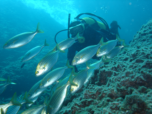 L'estudi revela que la biomassa animal marina global, minvarà en tots els escenaris d'emissions. Autor imatge: Rafel Comas, ICM-CSIC.