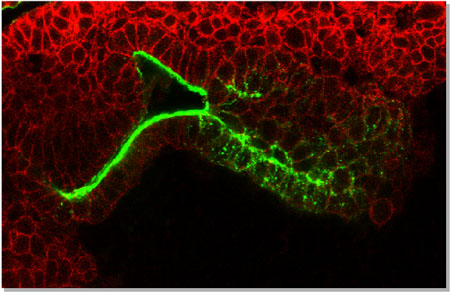Contorno de las células (en rojo y línea blanca punteada) que formarán el intestino de Drosophila. En la izquierda, las células son epiteliales (están alineadas, en 