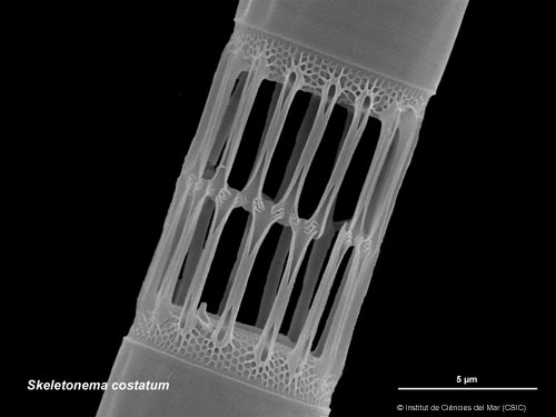 Imatge de microscopia electrònica de la diatomea Skeletonema costatum a on es pot apreciar la ornamentació del seu frústul de silica. Autor: J.M Fortuño