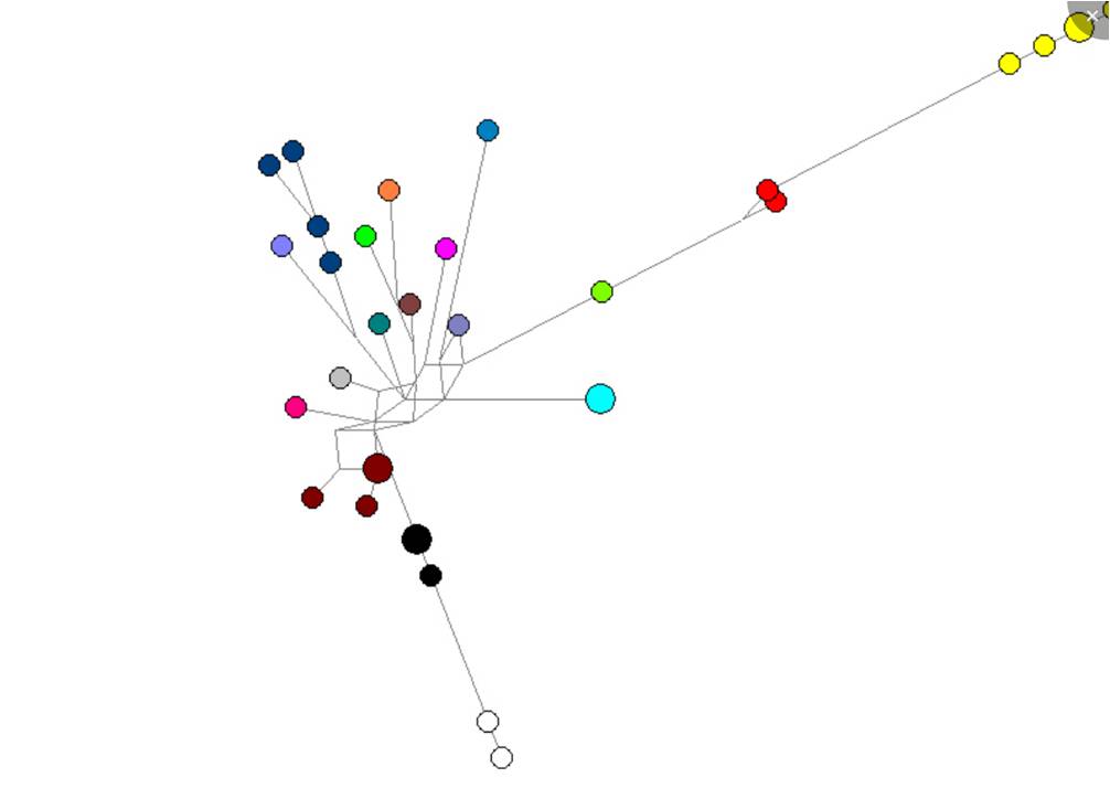 red de relaciones entre los cromosomas Y de hombres portadores del apellido Soler. Cada círculo representa un tipo de cromosoma Y (haplotipo); el tamaño de los círculos es proporcional al número de hombres que lo lleva. Los colores indican conjuntos de hombres que podrían ser descendientes de un mismo antepasado Soler.