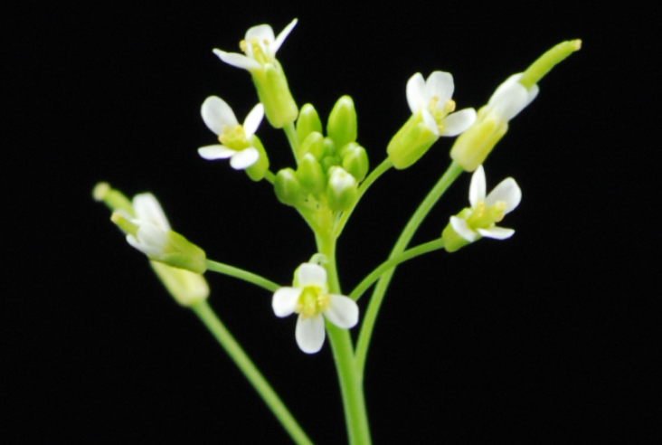 La planta model Arabidopsis thaliana amb la qual s'ha treballat . 