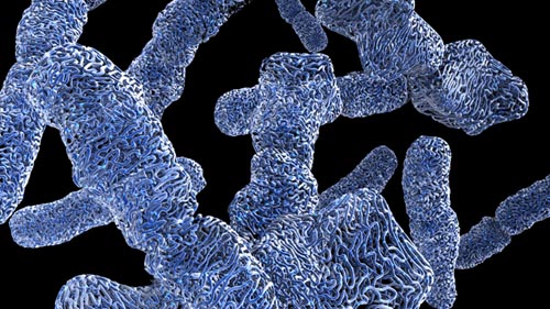 Model tridimensional de cromatina. La cromatina és el conjunt format per la seqüencia d’ADN (els gens) i les histones, unes proteïnes que empaqueten l’ADN per formar els cromosomes. Imatge: Stem Cell School(http://www.stemcellschool.org)