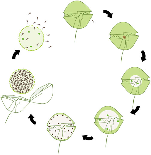 Cicle d'infecció del paràsit Parvilucifera sinerae: el paràsit entra a la microalga, s’hi reprodueix i acaba formant dins un esporangi amb centenars de nous paràsits. De la microalga, que mor en la infecció, al final només queda un closca. L’esporangi amb paràsits queda latent a l’espera de nous hostes.