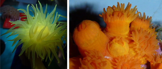 exemples de coralls, un dels molts grups d'organismes marins que es veuran perjudicats per l'acidificació marina. Dendrophyllia cornigera (de tons groguencs) i Astroides calycularis (taronja) són dues espècies que es troben habitualment a la Mediterrània. Autor: Àngel López Sans (ICM-CSIC).