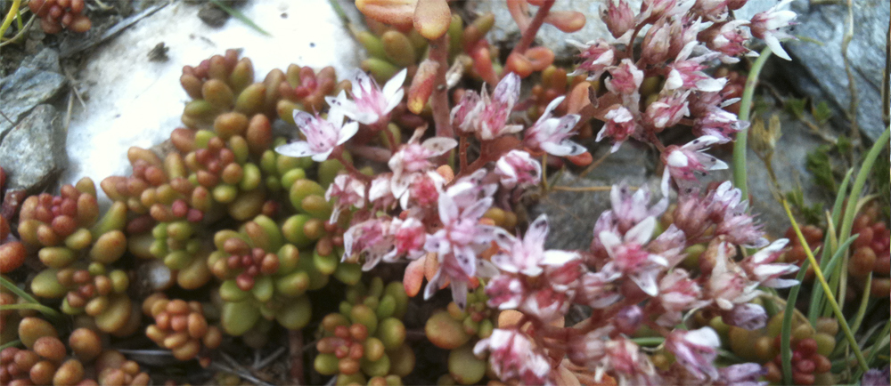 Una planta als Prineus.
