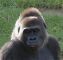 gorila