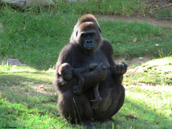 La gorila Kamilah que vive en el zoo de San Diego (EEUU). Su genoma es el que ha sido secuenciado en el trabajo publicado en Nature.