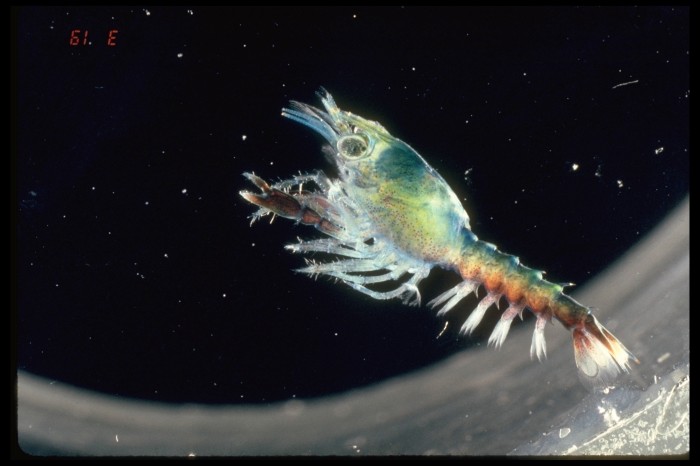 Larva Homarus americanus, una de les espècies recollides en el registre. WoRMS Photo Gallery / Fisheries and Oceans Canada, Jean-François St-Pierre, 2011 