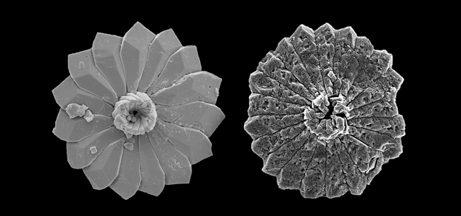 Imatges de microscopi electrònic d'escombratge (SEM) d'un nanofòssil calcari molt abundant (Discoaster) que mostren els efectes d'un conegut esdeveniment passat d'acidificació dels oceans en aquests organismes planctònics marins. Autora: Patrizia Ziveri (ICTA-UAB)