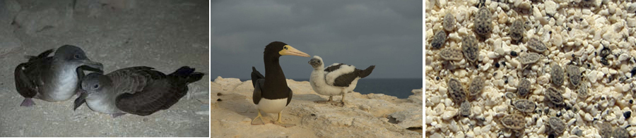 D'esquerra a dreta: Exemplars de baldriga de Cap Verd (Imatge: Jacob Gonzalez-Solis). Una femella de mascarell bru i la seva cria (Jacob Gonzalez-Solis). Paparres Ornithodoros capensis, a Cap Verd (Karen McCoy).