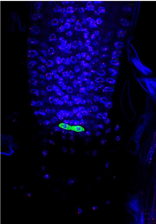  Arrel de la planta Arabidopsis thaliana amb els telòmers marcats en color rosa i el nínxol de cèl•lules mare en verd. Imatge: González-García y Caño-Delgado.