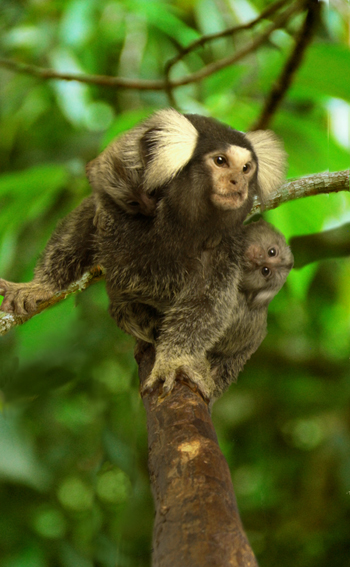 Un tití amb la seva cria. Imatge: Southwest National Primate Research Center.