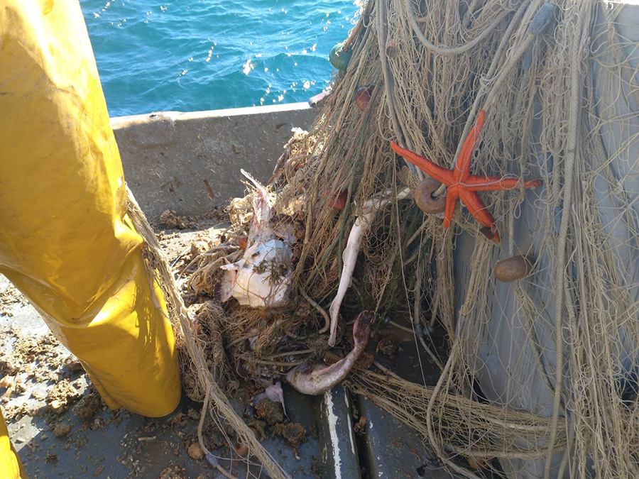 Un tresmall amb una llum de malla més gran ha reduït la captura accidental d'organismes bentònics, i els que se segueixen capturant són retornats al mar vius gairebé tots (el 90%). Imatge: MitiCap.