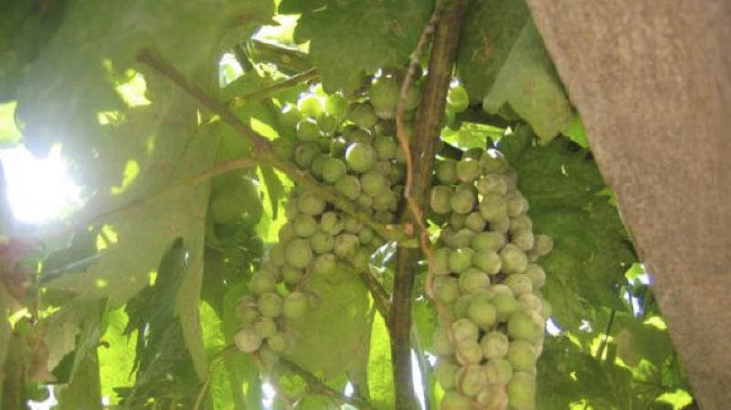 El resveratrol se troba de forma natural a fruites com el raïm o en altres plantes (imatge: CSIC). 